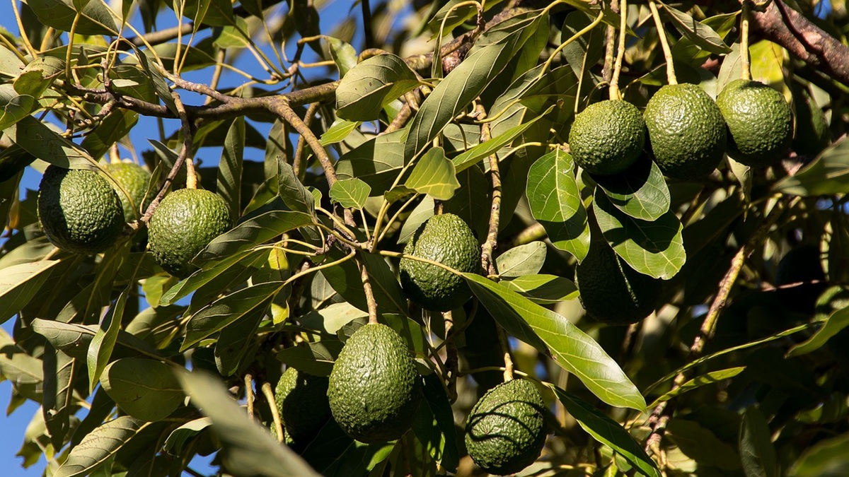 ¿Riegas igual un cítrico y un aguacate Las claves para una fertilización precisa